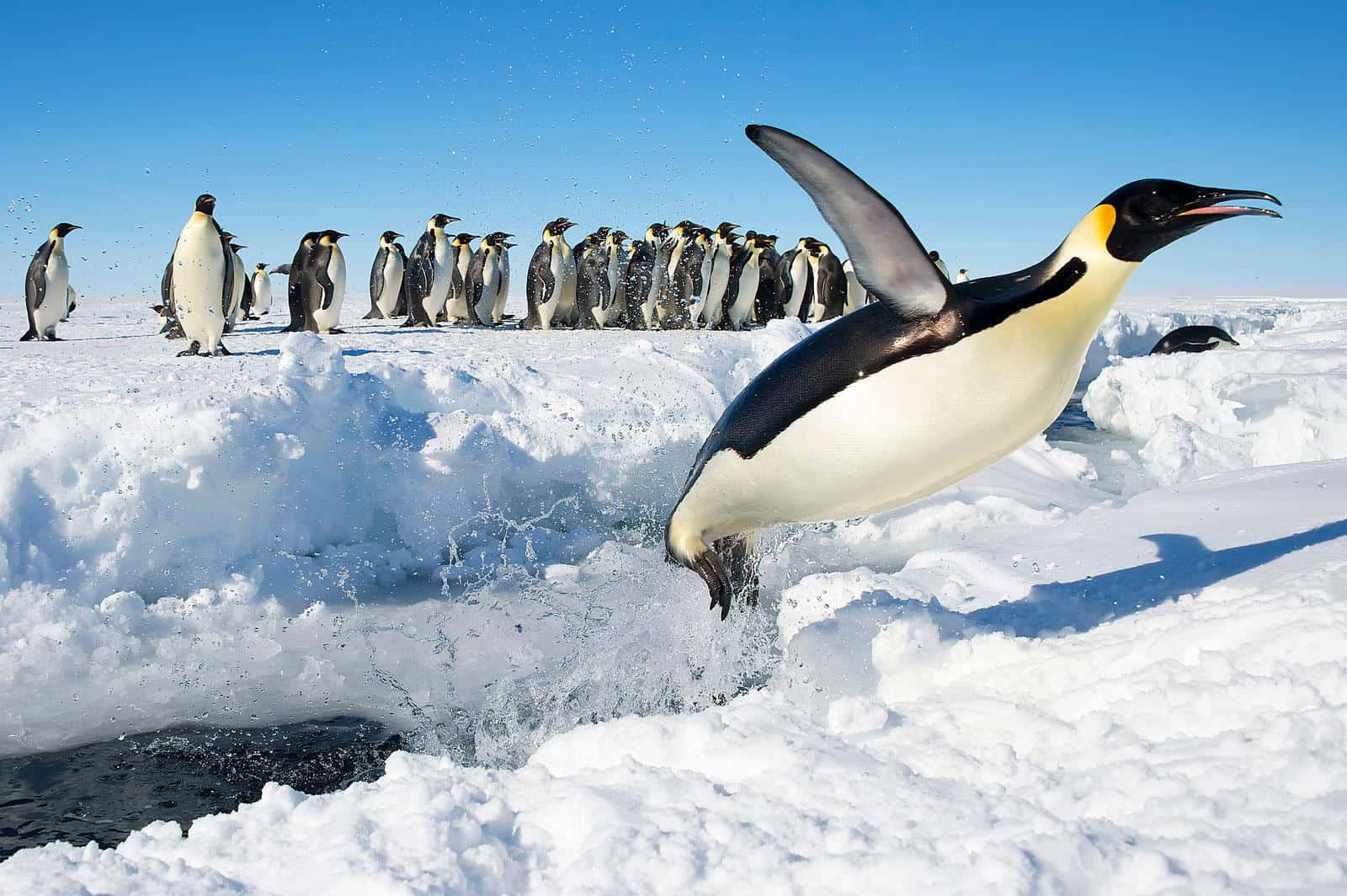 Ofrece empleo en la Antártida contando pingüinos por $2,200 al mes