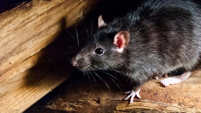 Detectan a hombre infectado con la Peste Negra en California