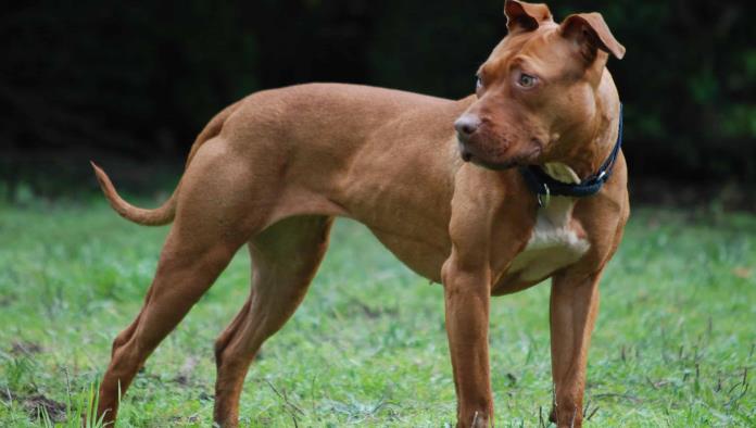 Era mi hija o él: Mamá apuñala a pitbull para salvar a su bebé