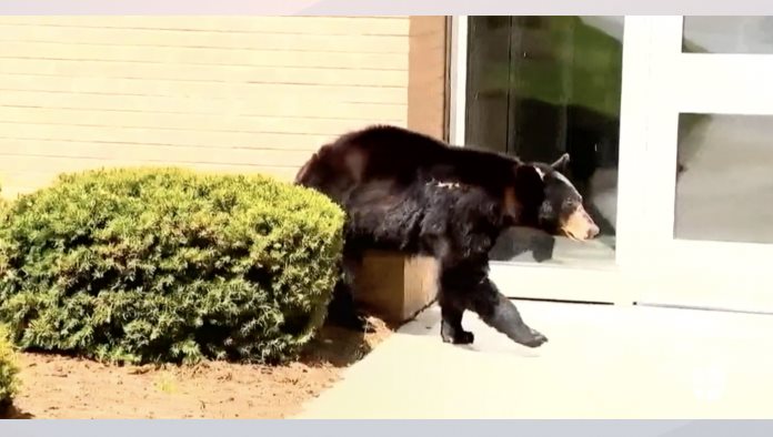 Captan a oso deambulando en calles de Asheville