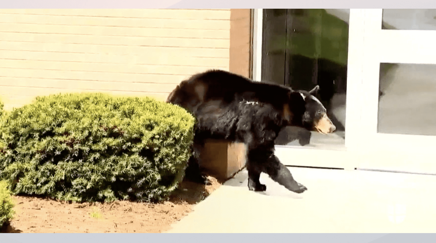 Captan a oso deambulando en calles de Asheville