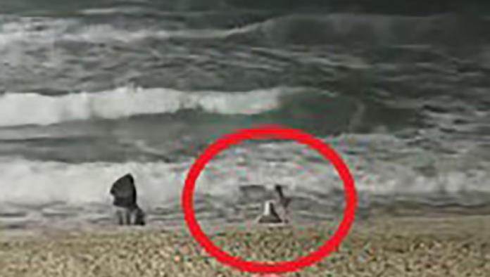 Coyote ataca a niña en playas en una playa de California