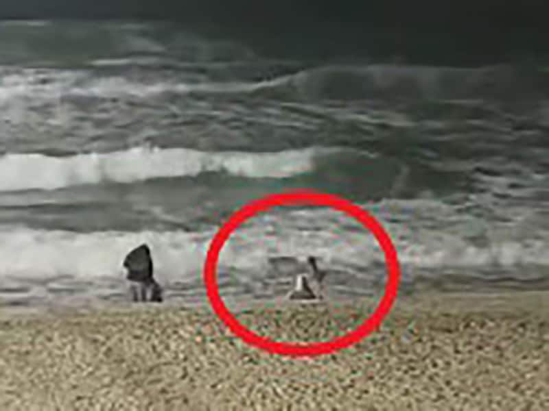 Coyote ataca a niña en playas en una playa de California