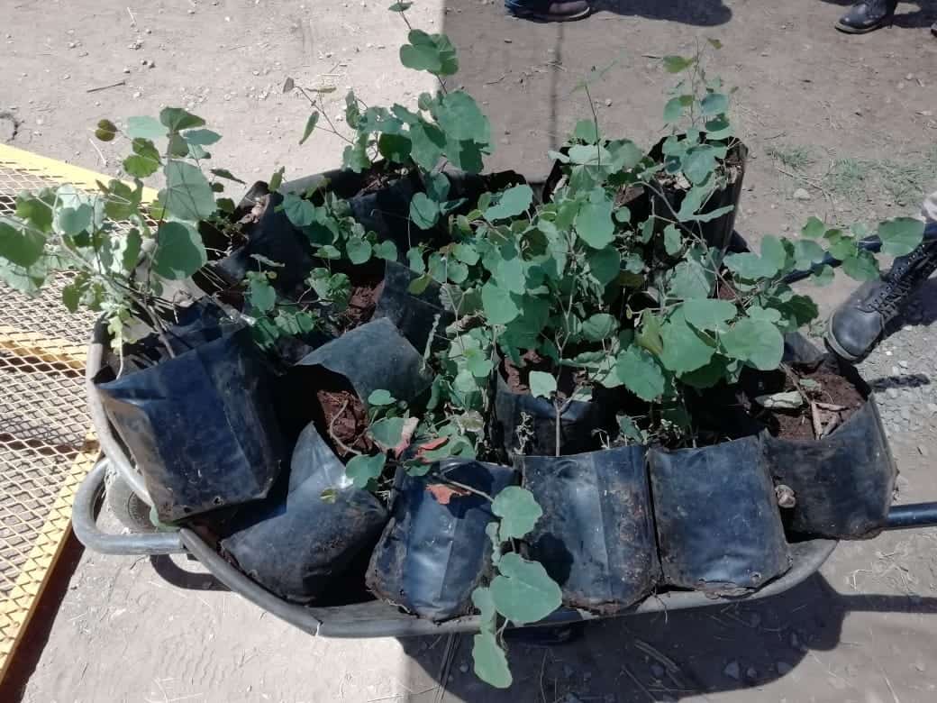 Se entregarán 520 ejemplares de árboles.