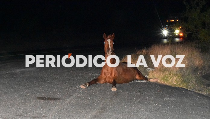 El animal quedó con las patas destrozadas.