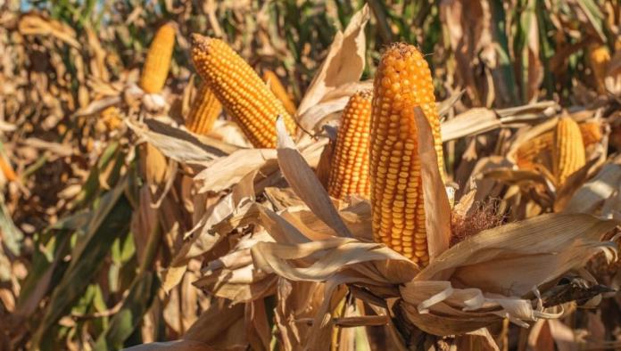 Frontera: Agobia sequía y demandan fertilizantes