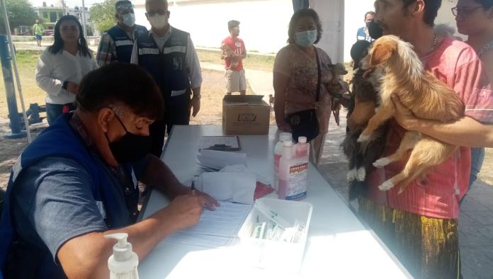 Atienden a más de 50 mascotas