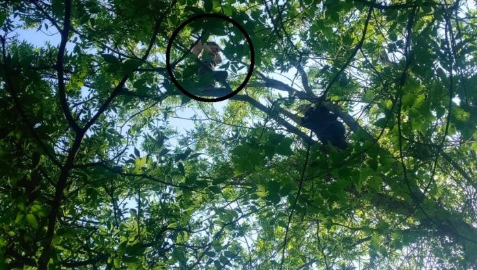Múzquiz: Quería lanzarse de árbol