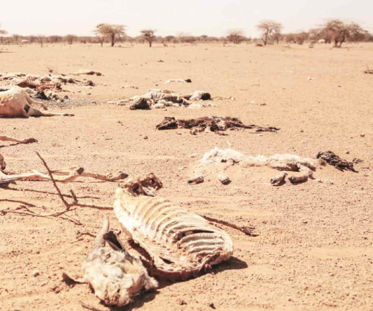 Muere ganado en ejidos por sequía