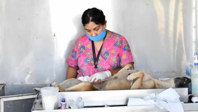 Fomentan cultura de cuidado de mascotas