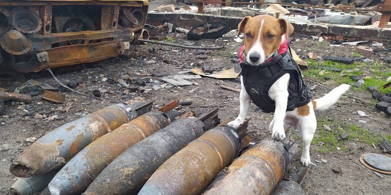 Ucrania condecora a Patron; Perro de búsqueda de minas