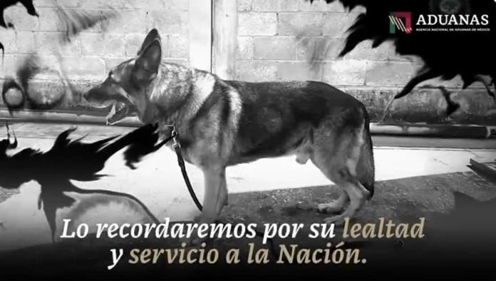 Matan abejas a Bak, perrito aduanal