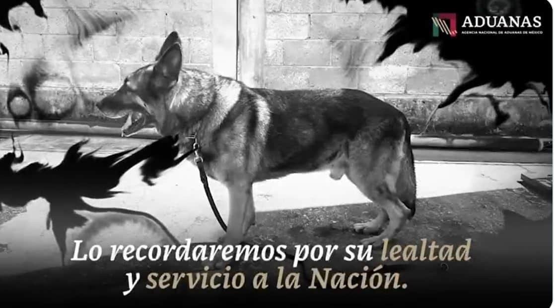 La Agencia Nacional de Aduanas de México reconoció la labor de “Bak” y agradeció su labor como “sensor canino”, asegurando que lo recordará por su lealtad y servicio a la nación.