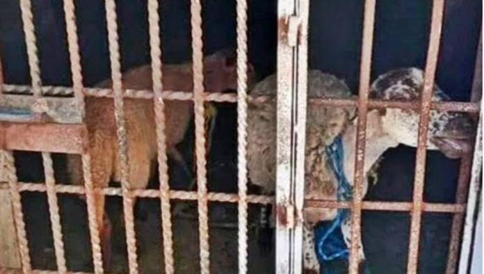 Va en serio: “cero impunidad”, encarcelan a borregos por comer pasto de albergue