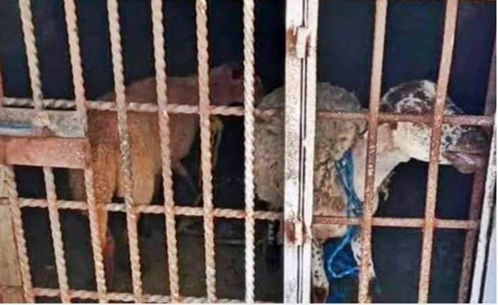 Los animalitos castigados  además de ser privados de su libertad, nos les dieron agua, ni alimentos.