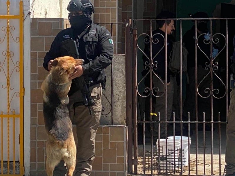 Rescatan a perro que vigilaba narcotúnel; Lo llaman Fiscal