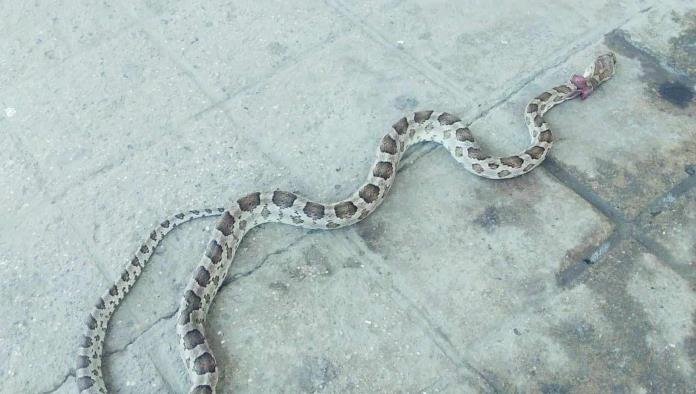 Sabinas: Aparece enorme serpiente