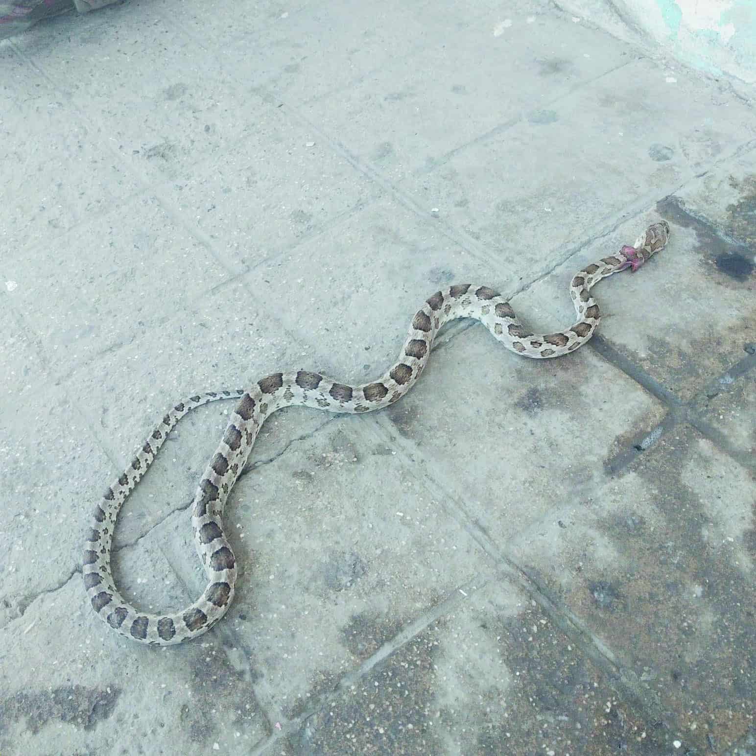 Serpiente de más de un metro de longitud causo pánico entre los comerciantes.