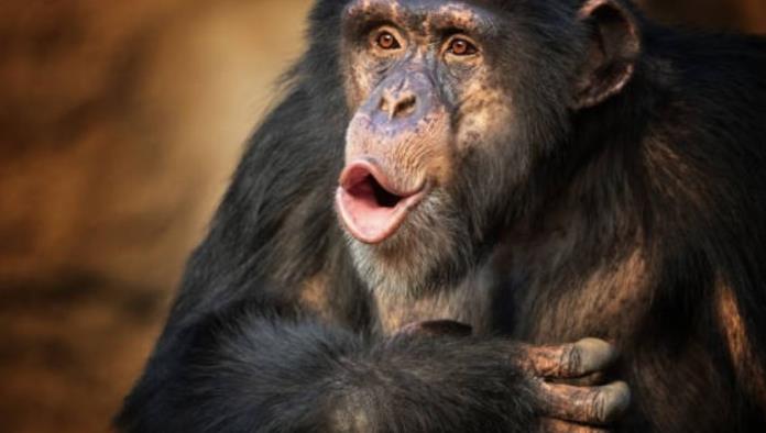 Estados Unidos reporta el primer caso de Viruela de Mono