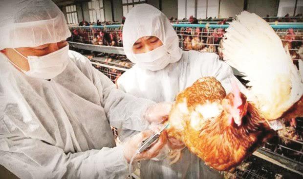 Bajo control la influenza aviar