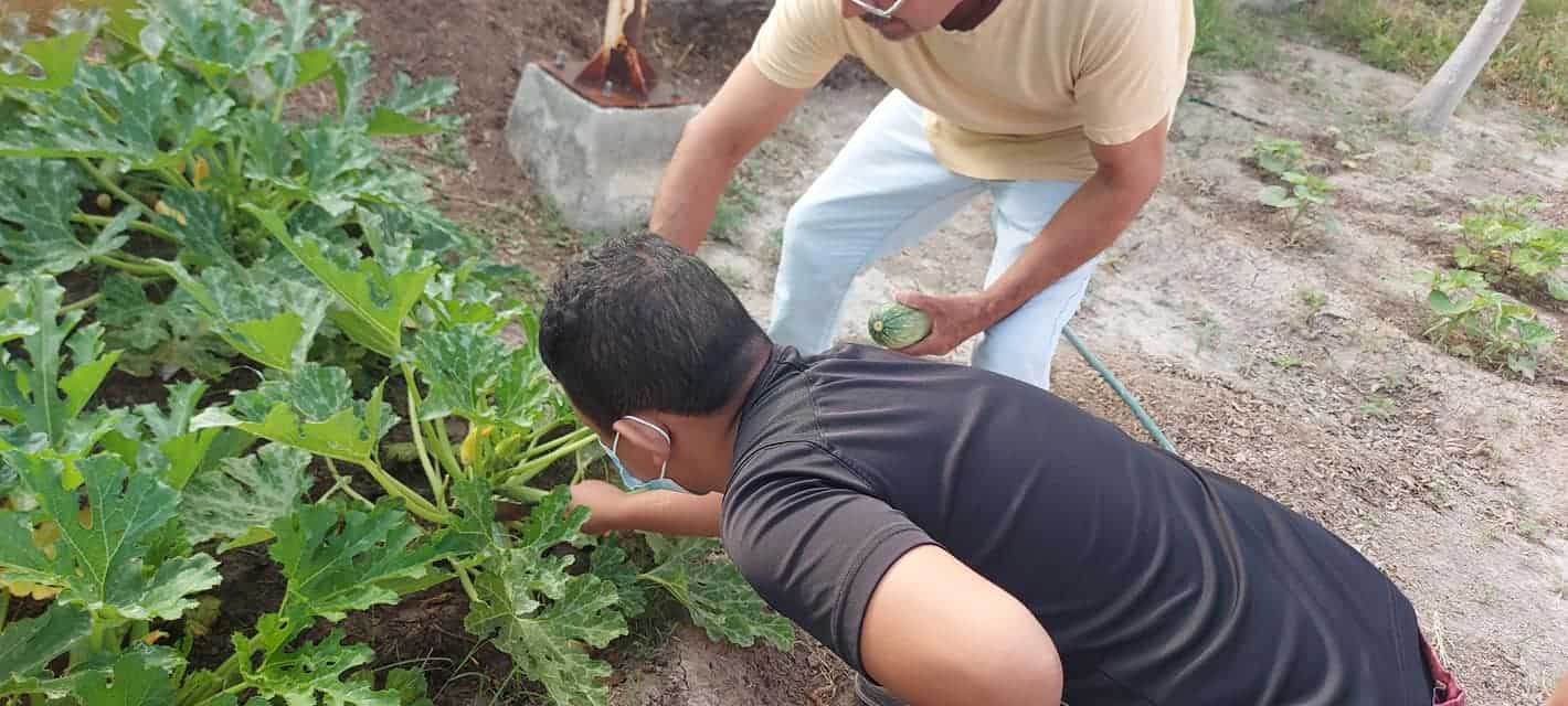 Cosechan alumnos CAM sus primeras calabazas