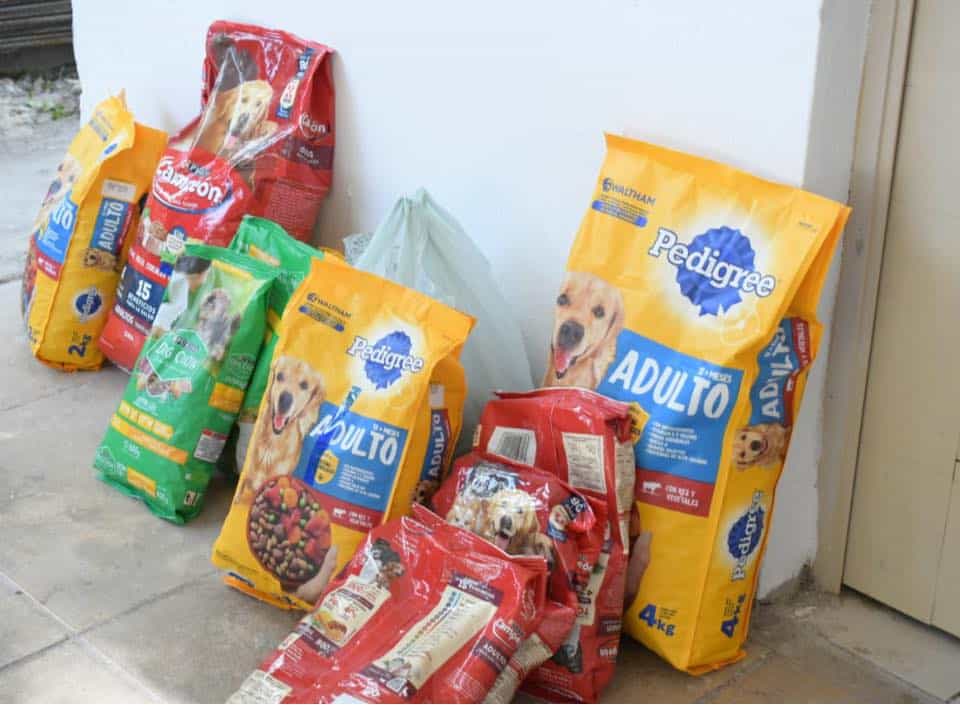 En ‘Bienestar Animal’ ofrecen esterilización gratuita para mascotas