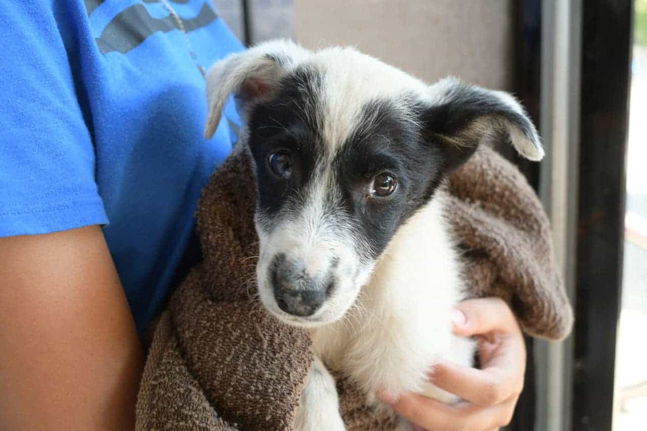 En ‘Bienestar Animal’ ofrecen esterilización gratuita para mascotas