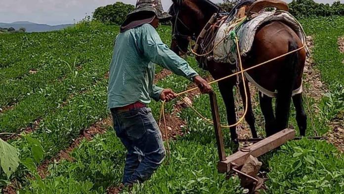 Harán Censo Agropecuario este año