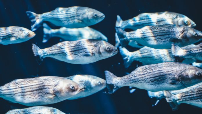 Hallan microplásticos en el estómago de peces del fondo marino