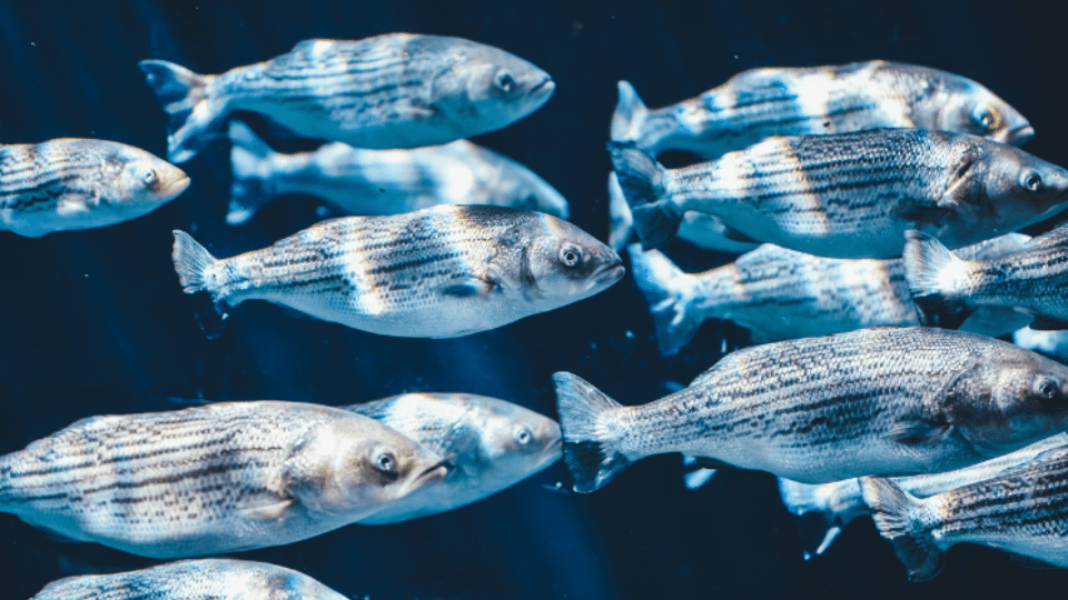 Hallan microplásticos en el estómago de peces del fondo marino