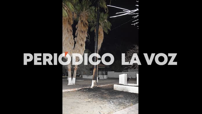 Las palmas en la plaza de Estancias de Villas de Santa Ana fueron incendiadas de manera intencional por algunos vándalos.