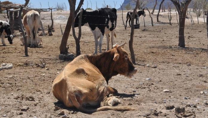 San Buenaventura: Apoyará Hugo a productores