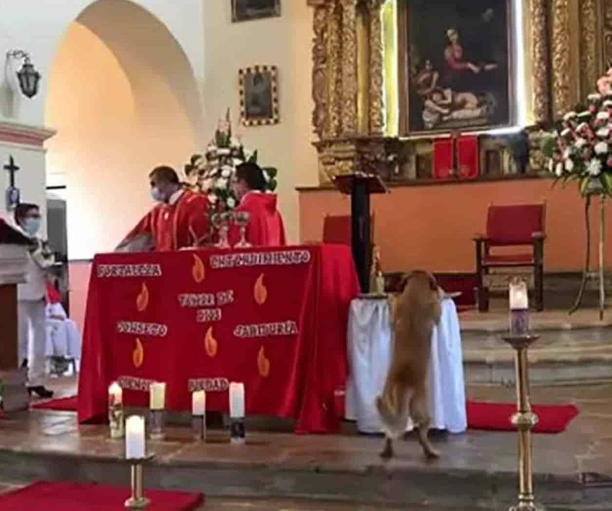 Perrito se mete a una iglesia y se roba el pan de la eucaristía