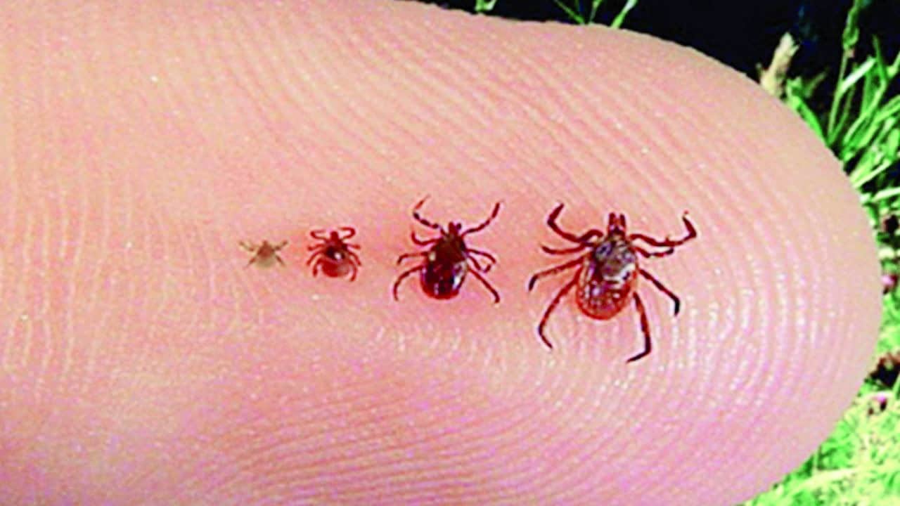La plaga de garrapatas ha aumentado en diversas colonias.