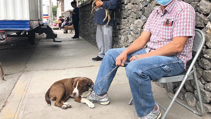 El departamento de Protección y Control Animal, apoyará a los ciudadanos para que eliminen las garrapatas de sus mascotas, solo deben acudir al módulo de atención a mascotas.