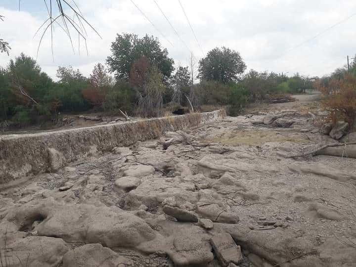 Es preocupante la pérdida de nogales de cien años.