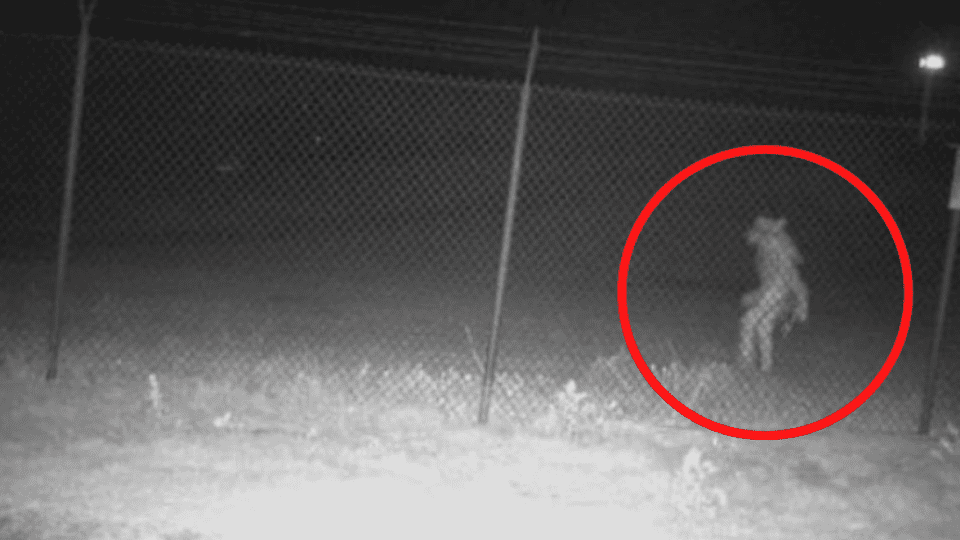 ¿El Chupacabras? Captan misterioso ser en zoológico texano