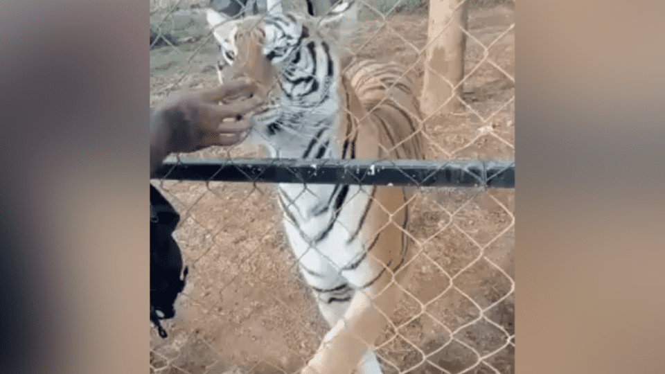 Muere cuidador que fue mordido por un tigre en Michoacán