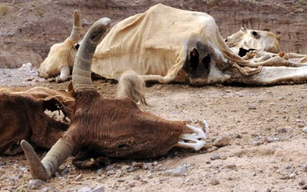 Mata sequía al 65% del ganado