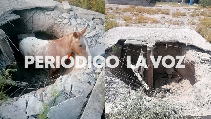 Una mula cayó en una fosa séptica en desuso, provocando la movilización de rescatistas.