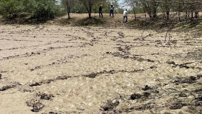 Urge apoyo a ganaderos; Por 4 años de sequia