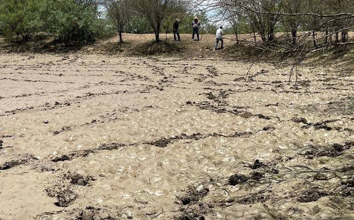 Urge apoyo a ganaderos; Por 4 años de sequia