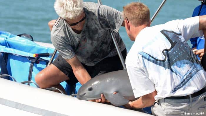 Congresistas de EU piden duras sanciones a México por no proteger a la vaquita marina