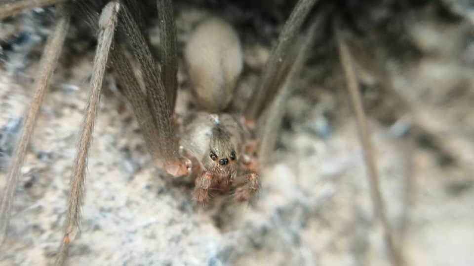 Araña violinista pone en alerta a varios estados de México
