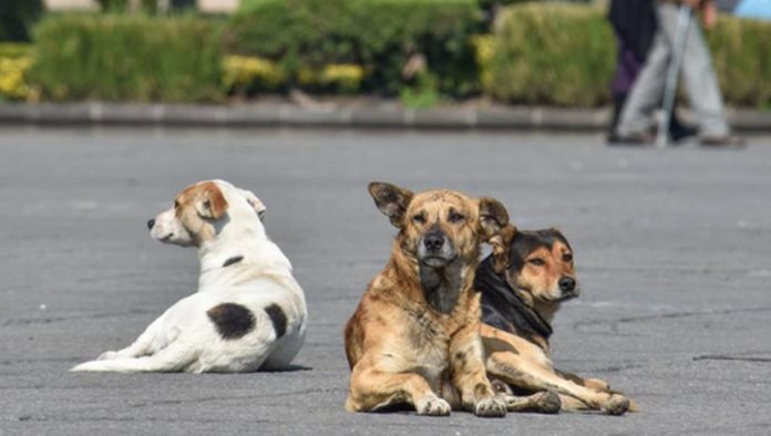 Grave problema perros callejeros