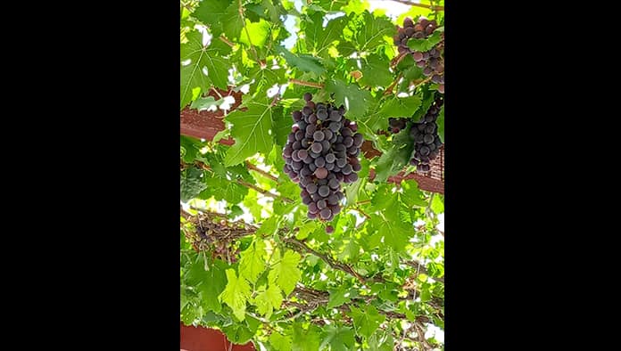 Cuatro Ciénegas: Visita Beto Bodegas Ferriño