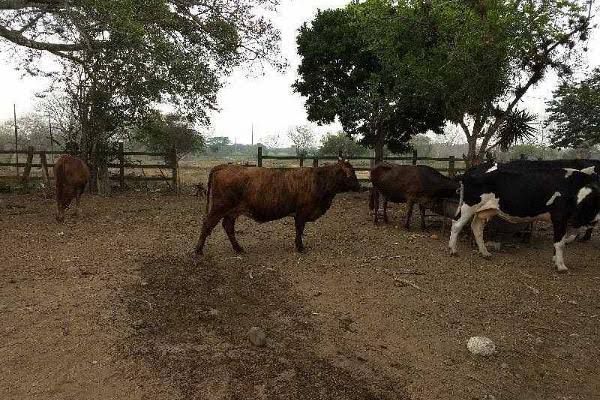 Agradecen lluvias ganaderos locales