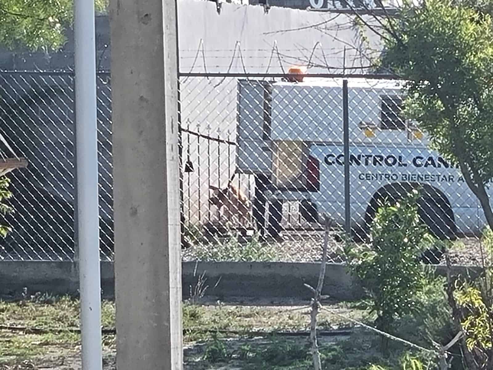 Matan 4 pitbull a quincuagenario; Quedó irreconocible