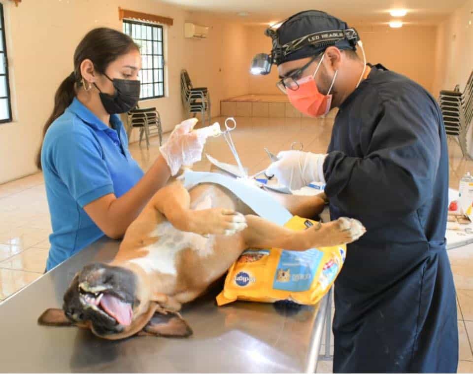 Mantienen campaña de ‘Bienestar Animal’