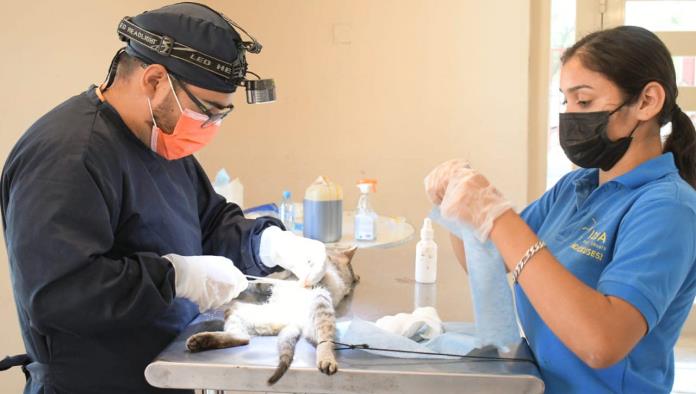 Mantienen campaña de ‘Bienestar Animal’